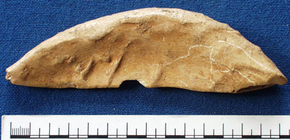Bone implement (AN1923.816)