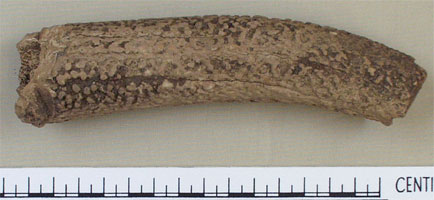Worked antler (AN1923.866)