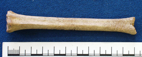 Sheep bone (AN1926.78)