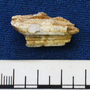 Animal tooth fragment (AN1883.177b)