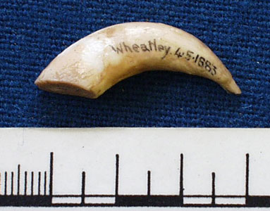 Animal Tooth